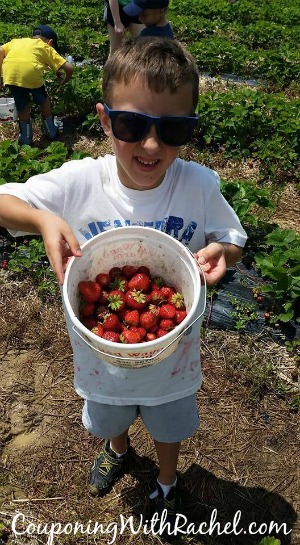 frugal summer fun pick your own fruit