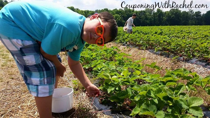 frugal summer fun pick your own veggies